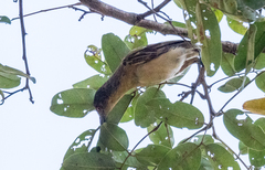 Dryoscopus gambensis