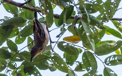 Dryoscopus gambensis