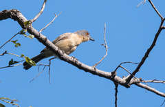 Dryoscopus gambensis