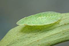 Petalocephala