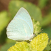 Mottled Emigrant - Photo (c) Eddie Smith, some rights reserved (CC BY), uploaded by Eddie Smith