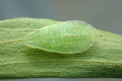 Petalocephala