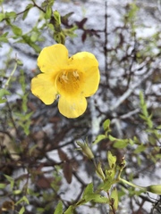 Aureolaria pedicularia