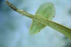 Petalocephala