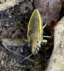 Iridotaenia