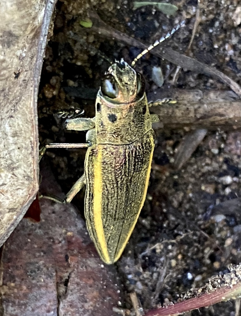 Iridotaenia limbata
