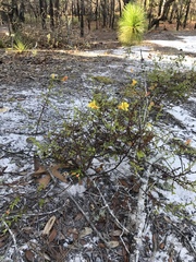 Aureolaria pedicularia