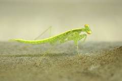 Tropidomantis gressitti