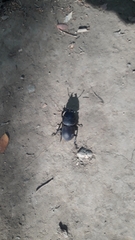 Apterodorcus bacchus