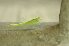 Tropidomantis gressitti