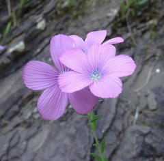 Linum viscosum