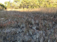Polypremum procumbens