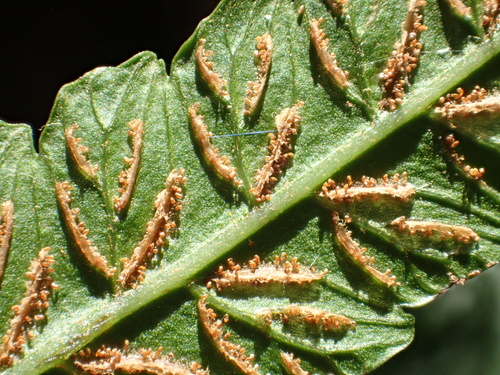 Diplazium esculentum