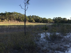 Polypremum procumbens