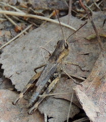 Chorthippus macrocerus