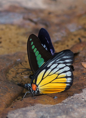 Prioneris clemanthe