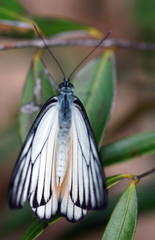 Prioneris clemanthe