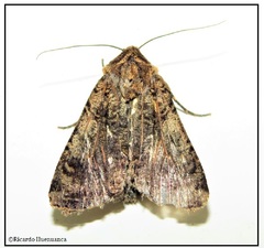 Noctuidae