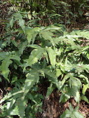 Tectaria phaeocaulis