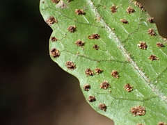 Tectaria phaeocaulis