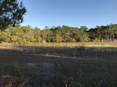 Polypremum procumbens