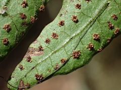 Tectaria phaeocaulis