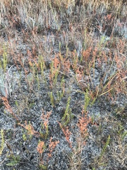 Polypremum procumbens