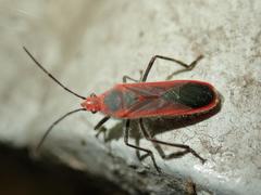 Thunbergia marginata