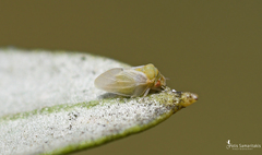 Euphyllura olivina