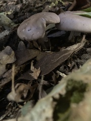 Lepista nuda