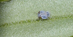 Euphyllura olivina