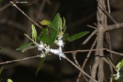 Euphyllura olivina