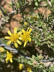 Osteospermum microphyllum