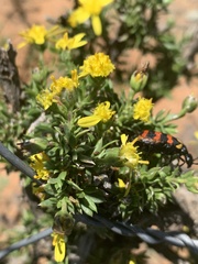 Osteospermum microphyllum