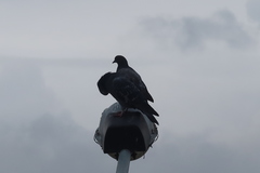 Columba livia domestica