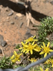 Osteospermum microphyllum