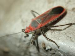Thunbergia marginata