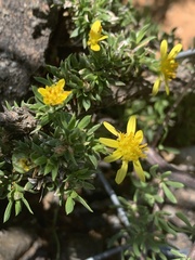 Osteospermum microphyllum