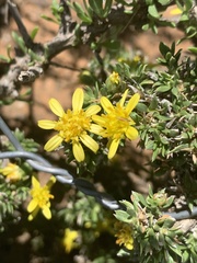 Osteospermum microphyllum