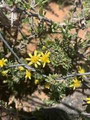 Osteospermum microphyllum
