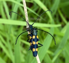 Anubis hexastictus