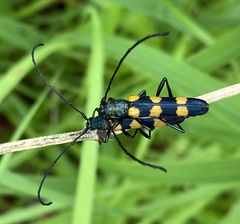 Anubis hexastictus