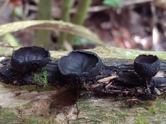 Plectania rhytidia