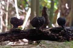 Plectania rhytidia