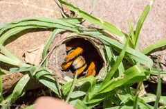 Augacephalus breyeri