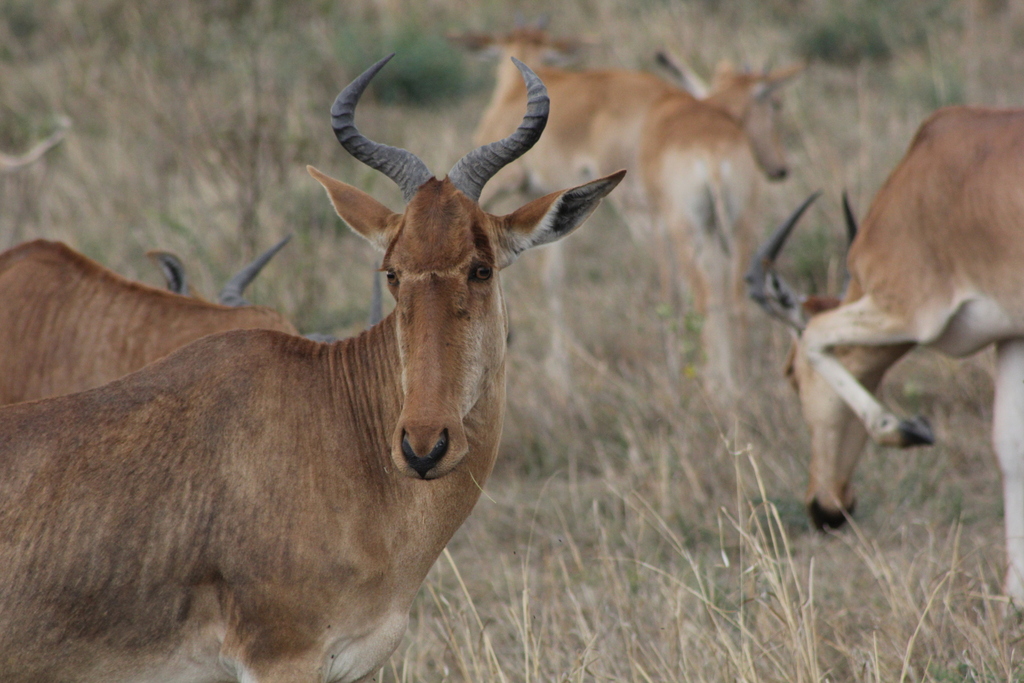 Coke’s hartebeest, Maasai Mara, Kenya, photographed by Alyssa Semerdjian