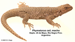 Phymaturus ceii