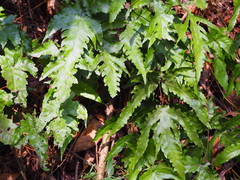 Tectaria subtriphylla