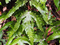 Tectaria subtriphylla