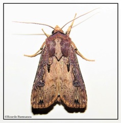 Agrotis robusta